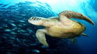 malasia-buceo1-op1q