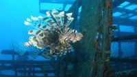 malasia-buceo3-opt