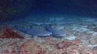 Galapagos-Buceo-aqua-wolf-white-tips-opt