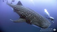 Galapagos-Buceo-intro-GA3-UW20-opt