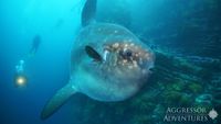 Galapagos-buceo-GA3-UW11-opt