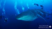 Galapagos-buceo-GA3-UW22-opt