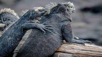 Galapagos-intro-alan-alquist-unsplash-opt