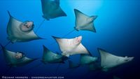 CostaRica-Buceo-Eagle rays _ Manuelita_Herreno-opt (1)