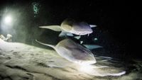maldivas-buceo4-Nurse shark-Mark Stickler