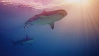 maldivas-buceo5-gerald-schombs-unsplash