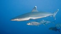 Revillagigedo-buceo-RociodelMar-socorro15-opt