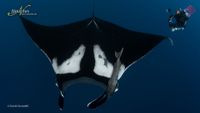 Revillagigedo-intro-Socorro-Manta-Diver-David-Serradell-opt