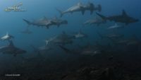 Revillagigedo-intro-Socorro-Schooling-Hammerheads-David-Serradell-2-opt