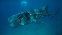 CruceroFilipinasBuceo1-opt