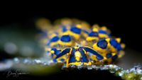 CruceroFilipinasBuceo3-opt