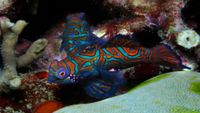 CruceroFilipinasBuceo5-opt