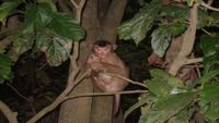 borneo-intro2-opt