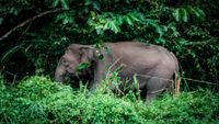 borneo3-rob-hampson-unsplash-opt