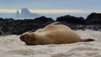 Galapagos1-caroline-ebinger-unsplash-opt