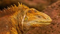Galapagos3-hans-jurgen-mager-unsplash-opt
