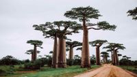 Madagascar - intro1-opt