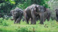 SriLanka1-udara-karunarathna-unsplash-opt