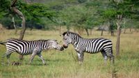 UgandaIntro (2) opt