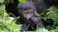 UgandaSafari Opt (1)