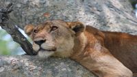 UgandaSafari Opt (2)