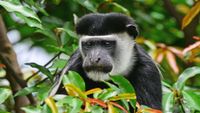 UgandaSafari Opt (3)